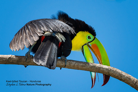 Keel-billed Toucan