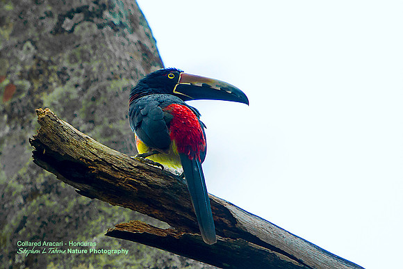 Collared Aracari