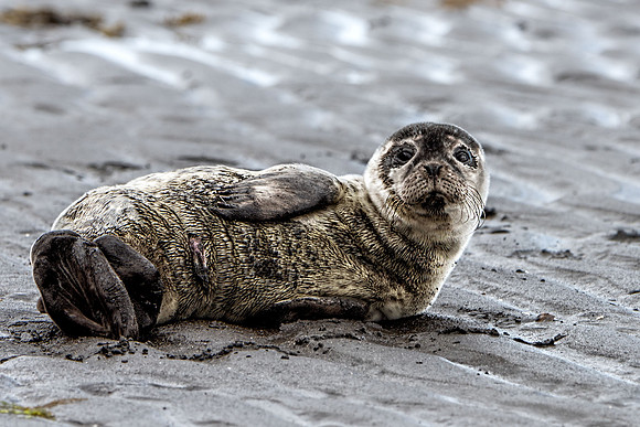 Young Seal in Northern Iceland