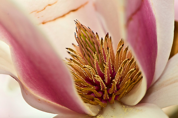 Tuliptree Flower
