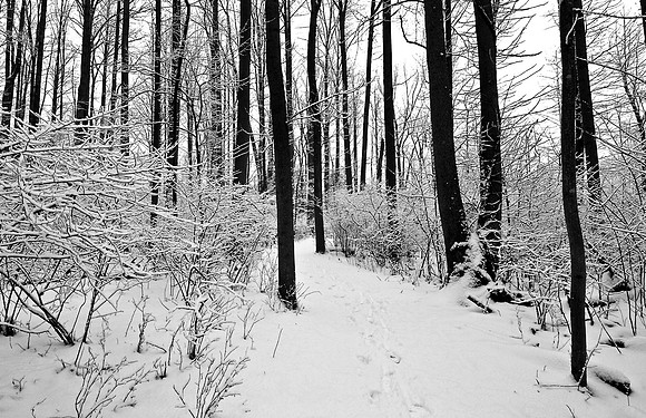 Trail along Powell's Creek