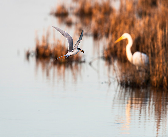 Common Tern with Fish at Sunset