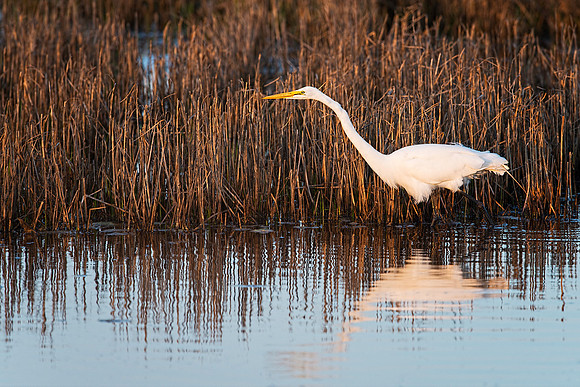 Great Egret at Sunset