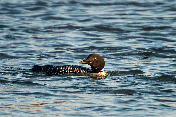 Common Loon