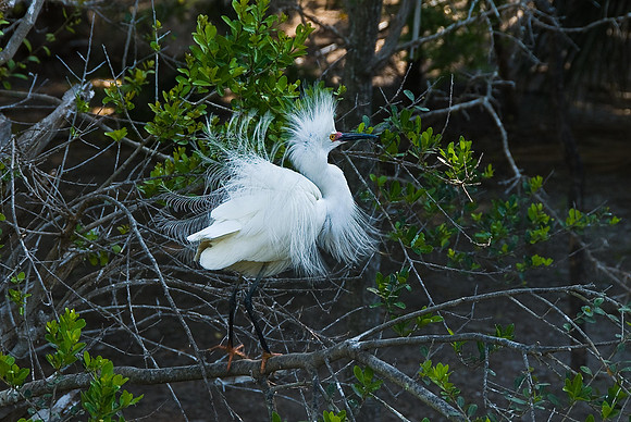 Snowy Egret