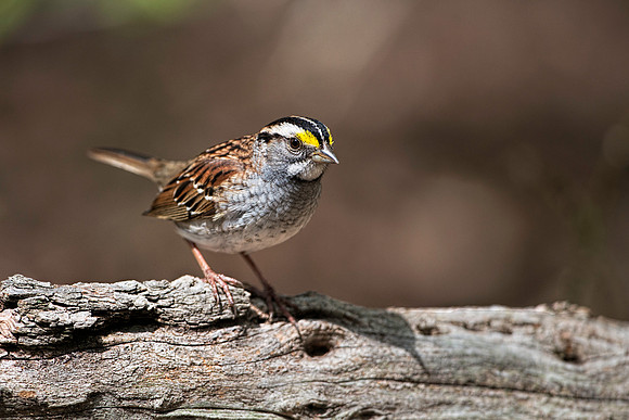 Whie-throated Sparrow