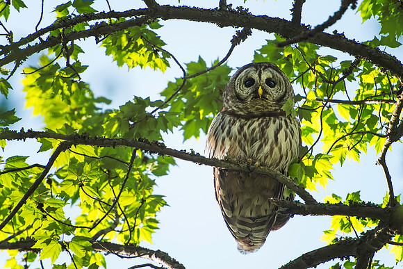 Barred Owl