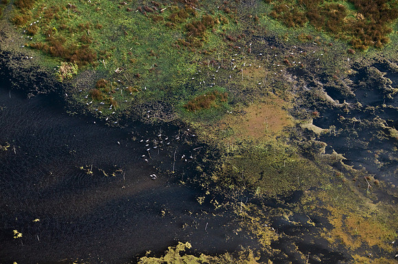 Sandhill Cranes on Paynes Prairie
