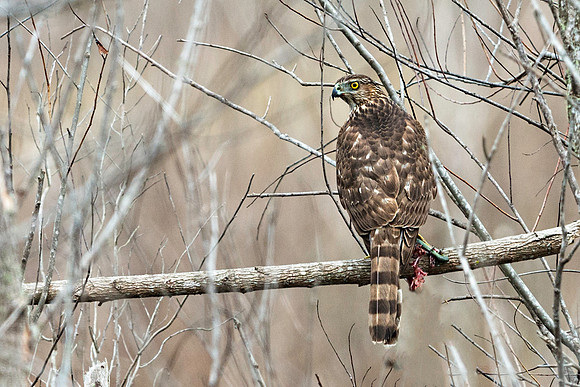 Red-shouldered Hawk