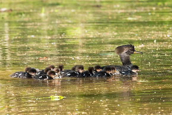 Hooded Merganser and Her Brood