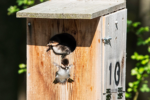 Hooded Merganser Ducklings Jumping from Nest