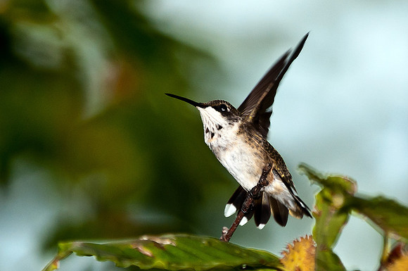Ruby-throated Hummingbird