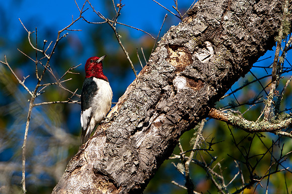 Redheaded Woodpecker
