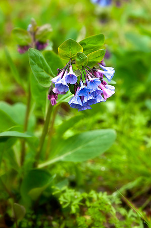 Virginia Bluebells