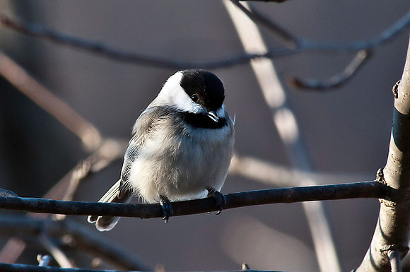Chickadee