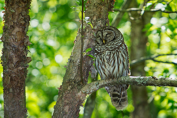 Barred Owl Sleeping Against a Tree