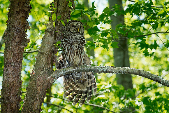 Barred Owl Stretching Leg and Wing