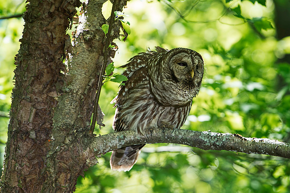 Barred Owl