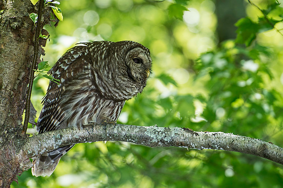 Barred Owl