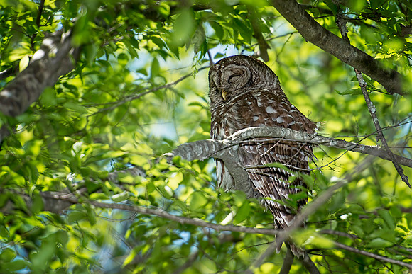 Barred Owl