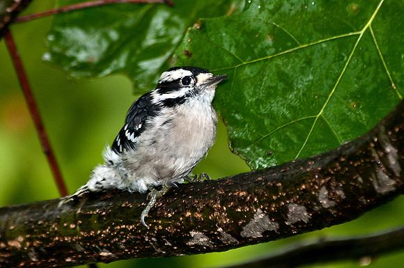 Downy Woodpecker