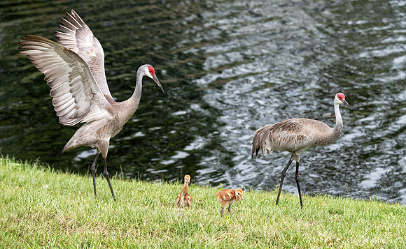Crane Family