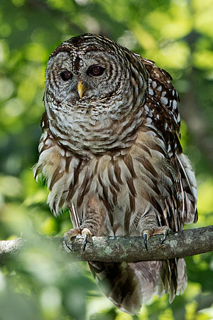 Barred Owl Behind House