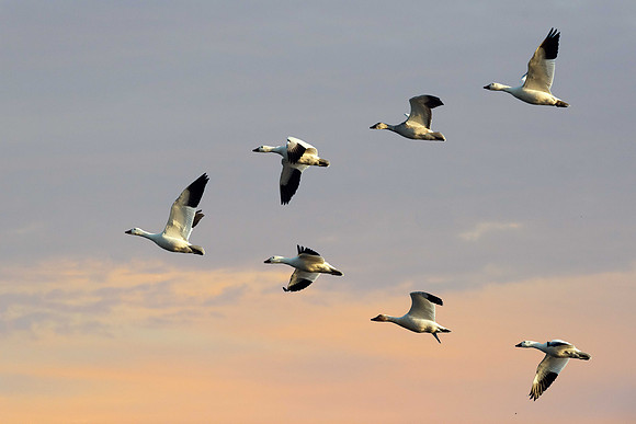 Snow Geese Bombay Hook Sunrise
