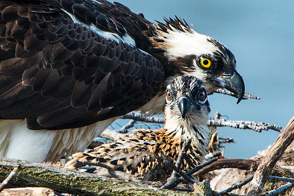Female Osprey and Her Chick