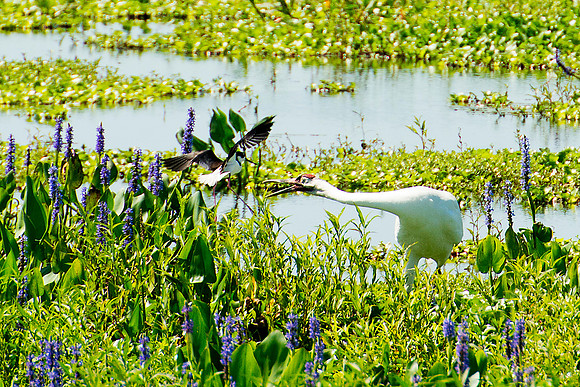 Whooping Crane Attacked by Black-necked Stilt