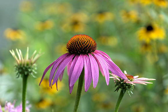 Blackeyed Susans