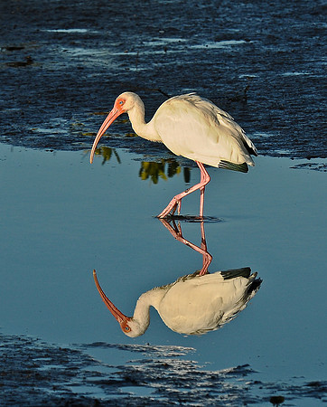 Ibis