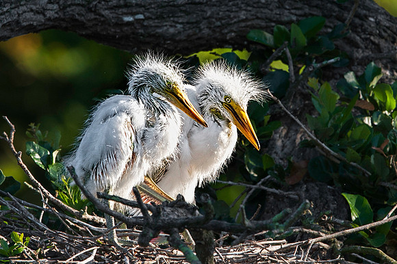 Great Egret Chicks