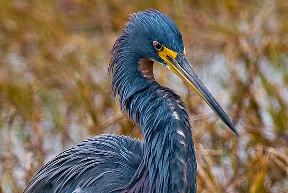 Tricolor Heron
