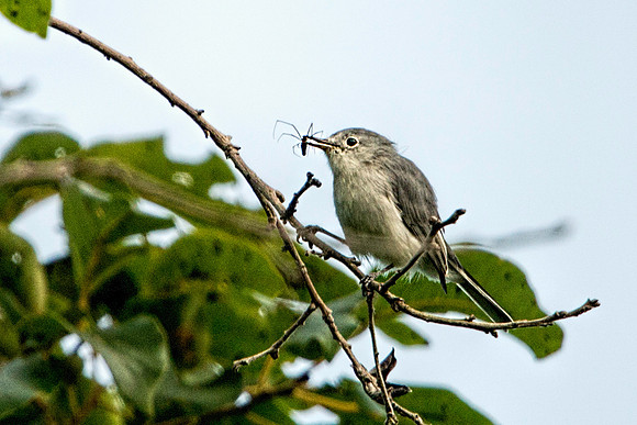 Gray Vireo with Spider