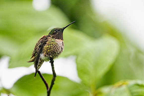 Ruby-throated Hummingbird