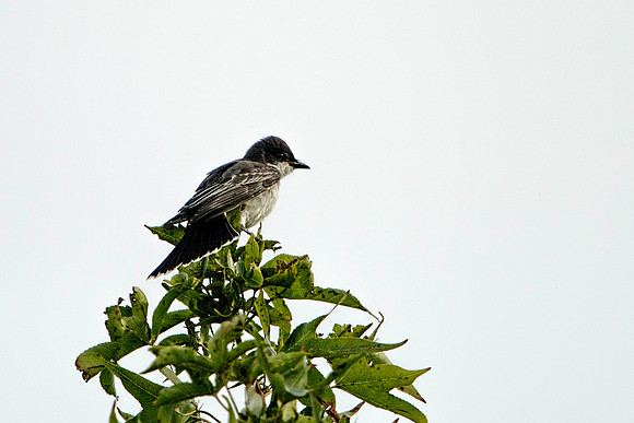 Eastern Kingbird