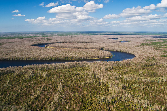 Suwannee River Near the Gulf