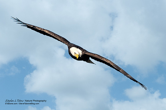 American Bald Eagle