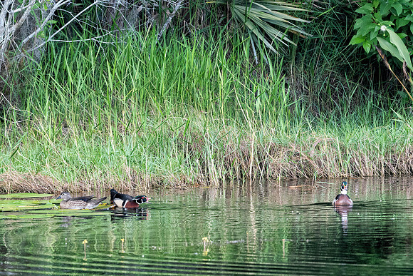 Wood Duck Argument