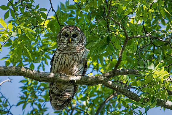 Barred Owl Behind My House on Lake Montclair