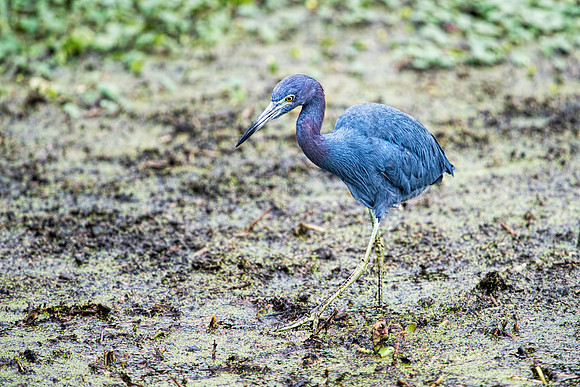 Little Blue Heron