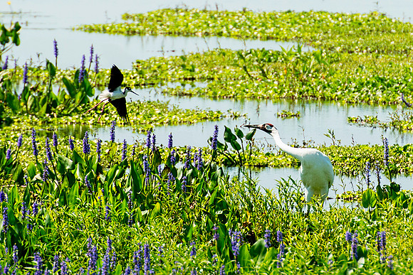Whooping Crane Attacked by Black-necked Stilt