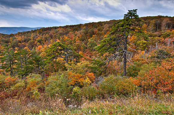 Fall on Skyline Drive