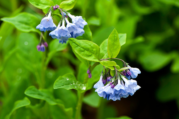 Virginia Bluebells