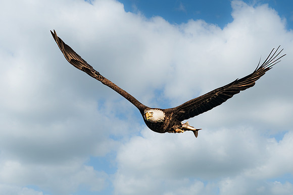 American Bald Eagle with Fish