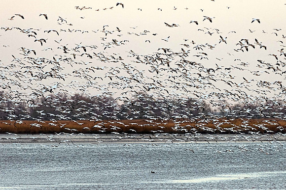 Snow Geese Blast Off