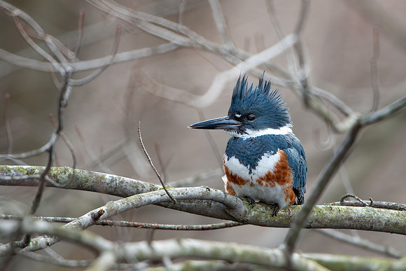 Bombay Hook Kingfisher