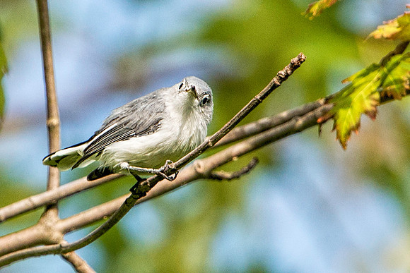 Gray Vireo