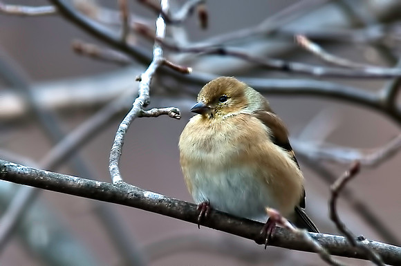 American Goldfinch